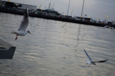 Seagull flying over water