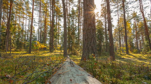 Trees in forest