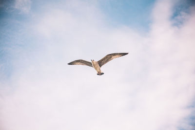 Low angle view of seagull against cloudy sky