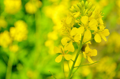 Close-up of yellow flowering plant on field
