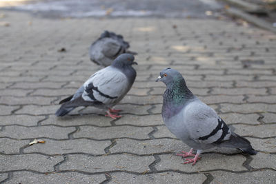 High angle view of pigeons perching on footpath