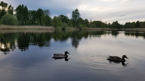 Swans swimming on lake against sky