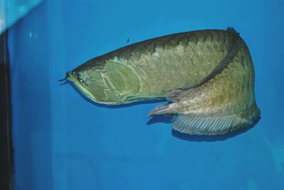 Close-up of fish swimming in sea