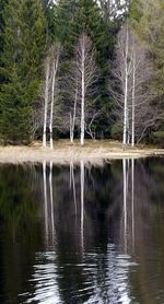 Reflection of trees in lake