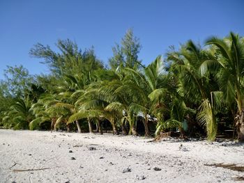 Palm trees on field against clear blue sky