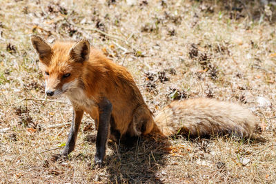 Side view of an animal on land