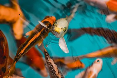 Close-up of fish swimming in sea