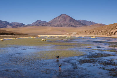 Scenic view of landscape against clear sky