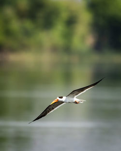 Bird flying over a water