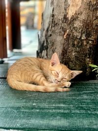 Portrait of cat sleeping