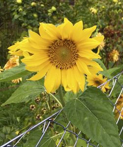 Close-up of yellow sunflower growing in field