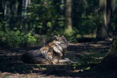 Wolf sitting on field