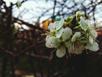 Close-up of white flowers blooming on tree