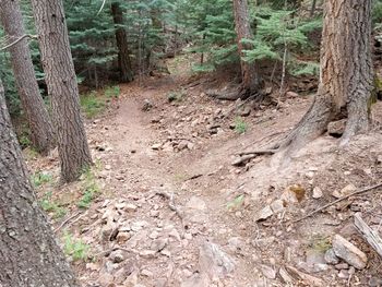 Trees growing in forest