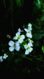 Close-up of white flowers
