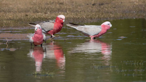 Ducks in a lake