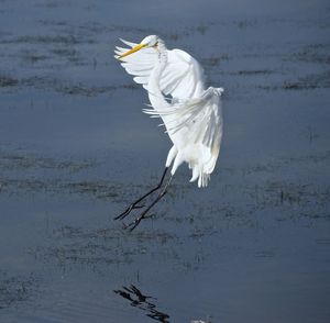 White bird flying over lake