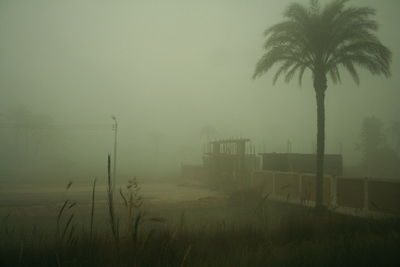 Palm tree at construction site in foggy weather