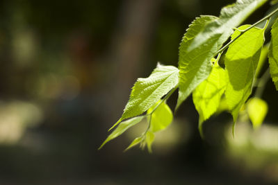 Branch with young green leaves on a dark background. copy space for text.