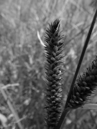 Close-up of pine cone on field