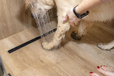 A woman washes the dirty paws of a young golden retriever standing in a shower on ceramic tiles.