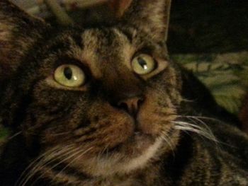 Close-up portrait of cat