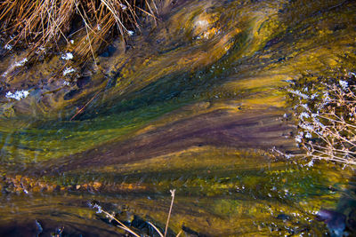 Close-up of plants growing in sea