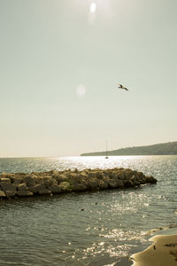 Seagull flying over sea against clear sky