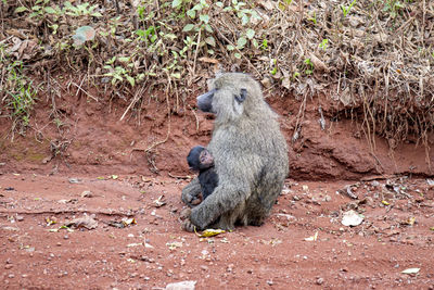 Ngorongoro wild animals n tanzania