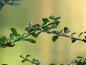 Close-up of fresh green plant