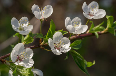 Close-up of white flowering plant