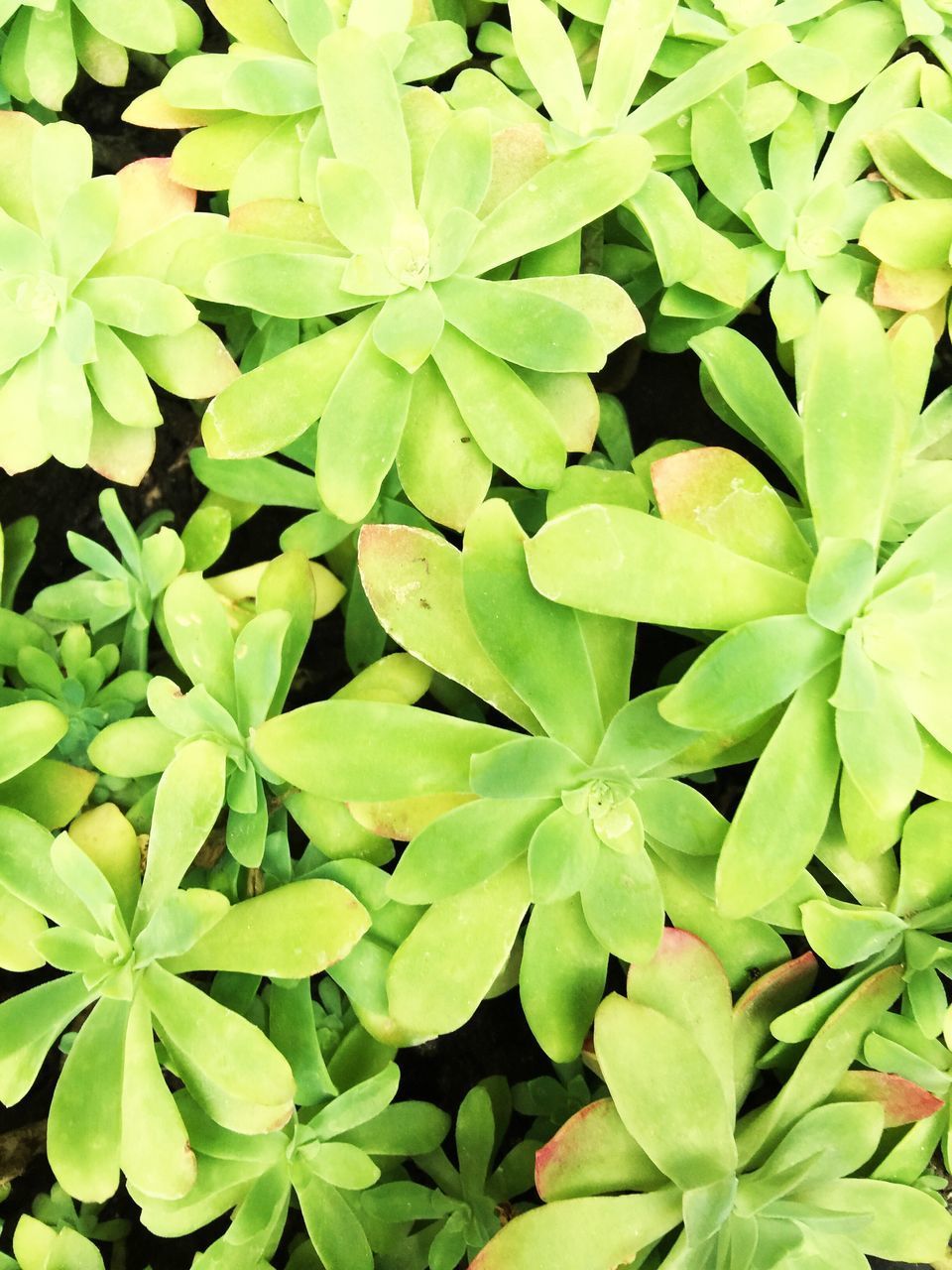 FULL FRAME SHOT OF GREEN LEAVES