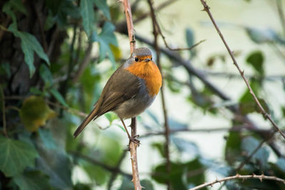 Close-up of bird perching on branch