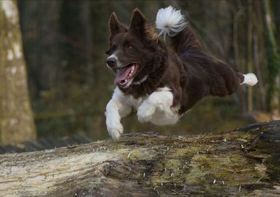 Dog on tree