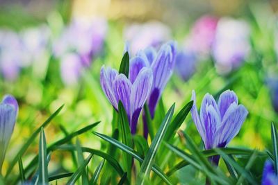 Close-up of purple crocus flowers on field