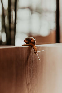 Close-up of snail on wooden table