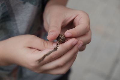 Close-up of hand holding insect