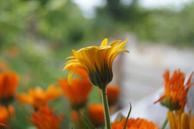 Close-up of orange flowers