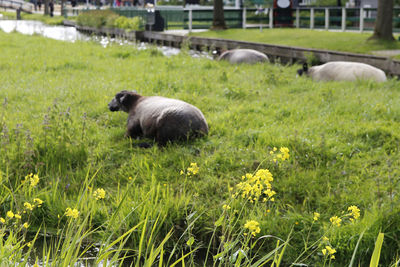 Sheep grazing in a field