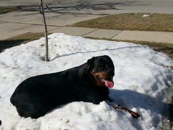 Dog looking away