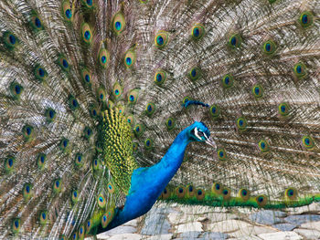 Close-up of peacock