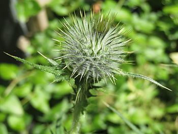 Close-up of dandelion on plant