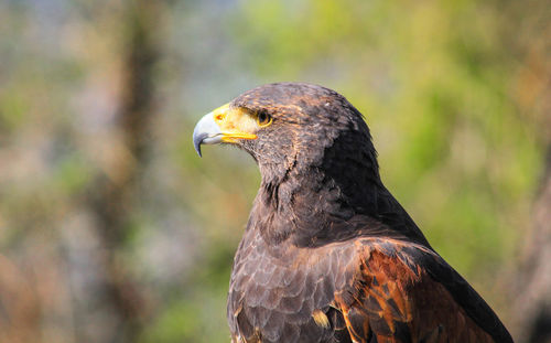 Close-up of eagle