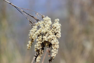 Close-up of frozen plant