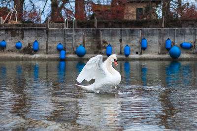 Swan dance