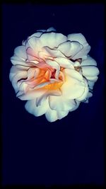 Close-up of flower over black background