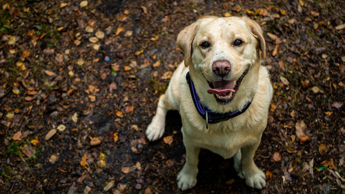 High angle portrait of dog sitting on land