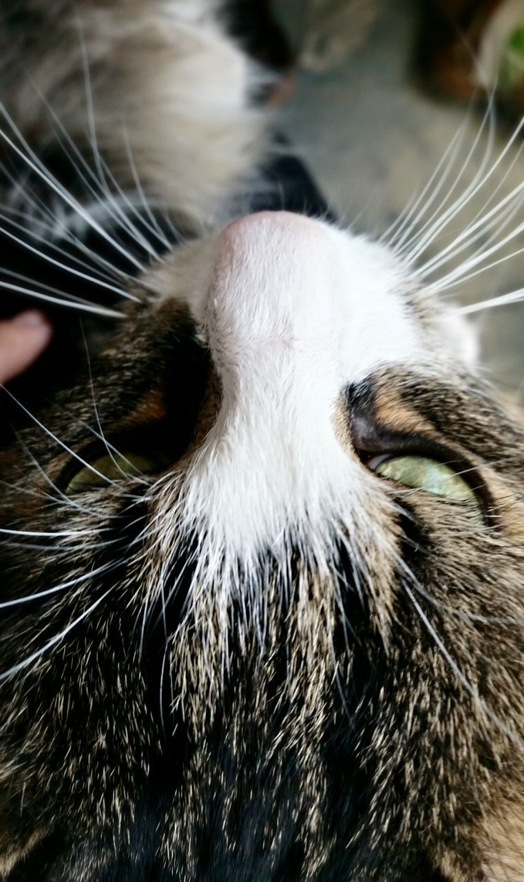 one animal, domestic cat, animal themes, cat, whisker, feline, pets, domestic animals, mammal, close-up, part of, animal head, animal body part, focus on foreground, indoors, portrait, animal eye, looking at camera, cropped