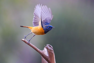 Close-up of bird perching on branch