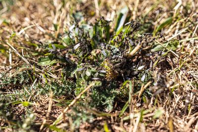 Close-up of insect on grass